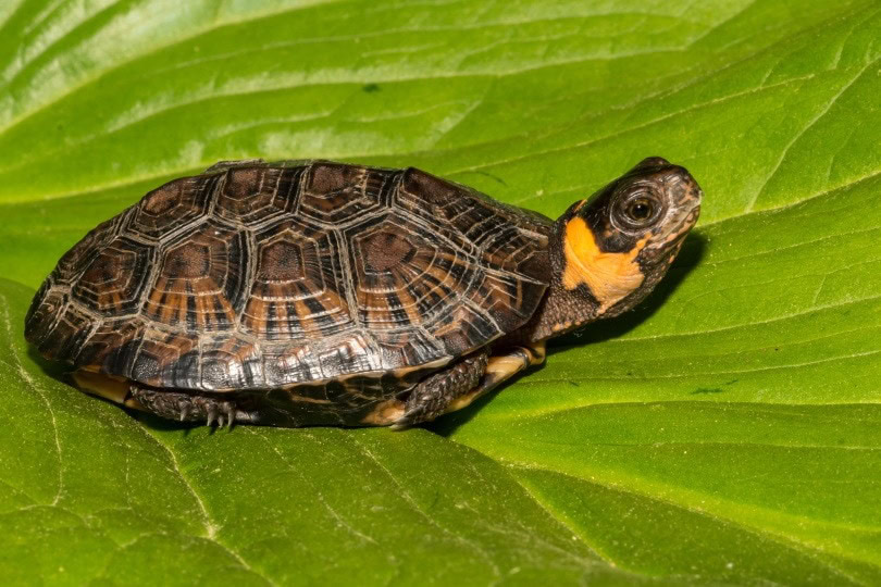 bog turtle_Jay Ondreicka_Shutterstock
