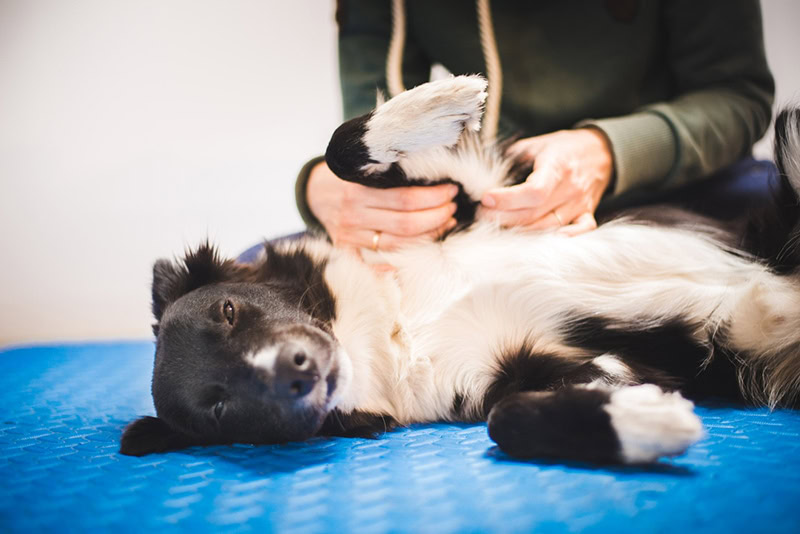 border collie getting a massage