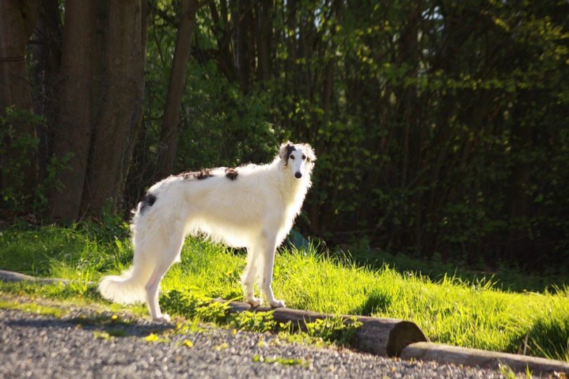 borzoi_Pixabay