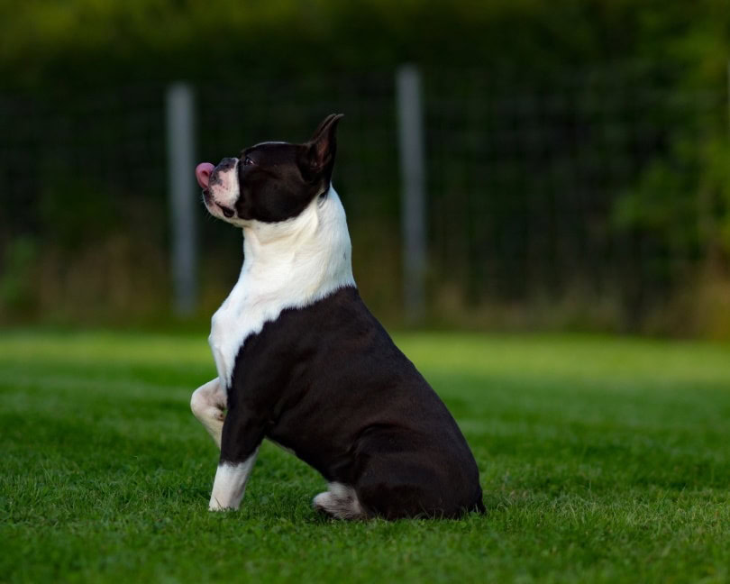 boston-terrier playing_Thorsten Blank_Pixabay