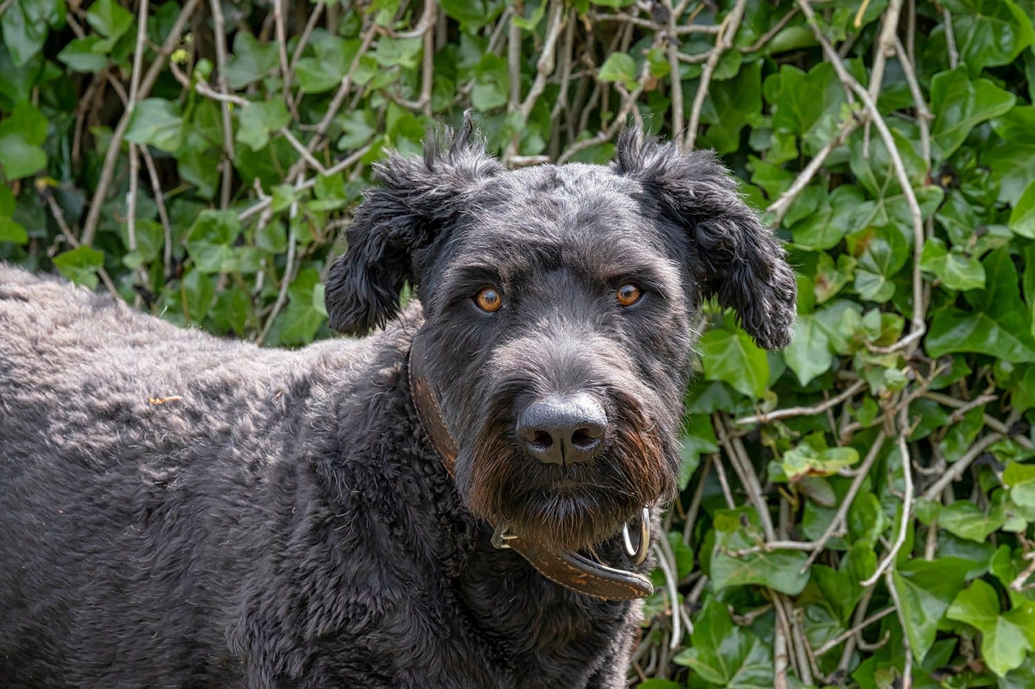 Bouvier Des Flandres