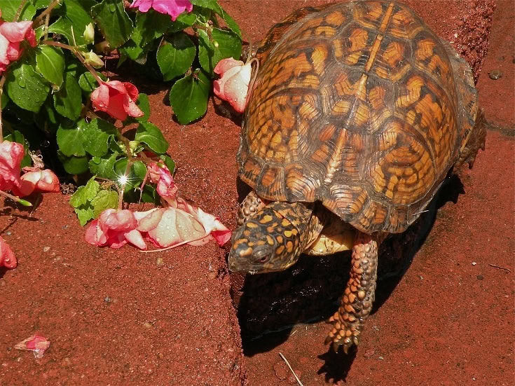 box turtle