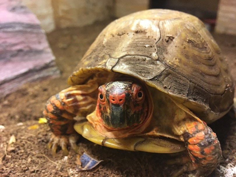 box turtle close up