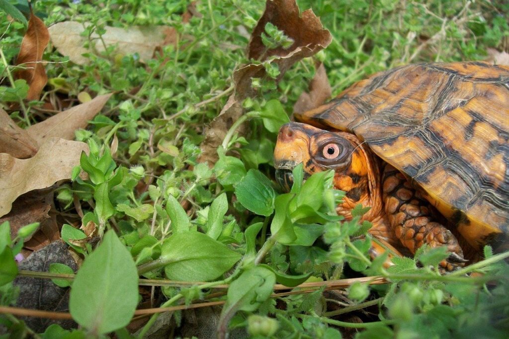 box turtle eating outdoors