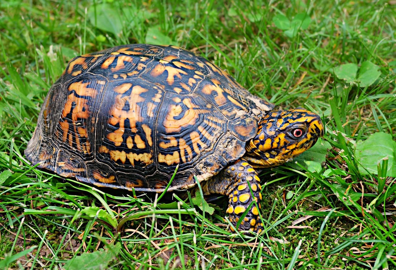 box turtle in the grass