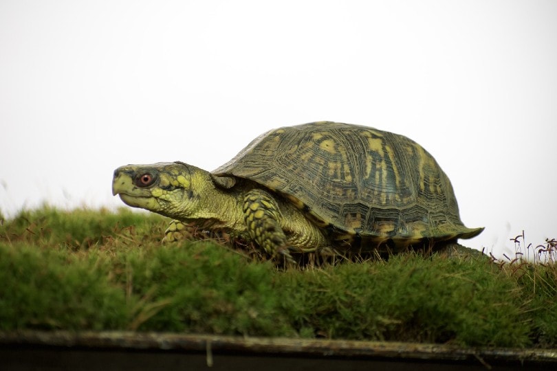 box turtle outdoor