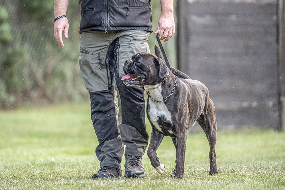 boxer dog training for military