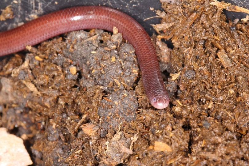brahminy blind snake