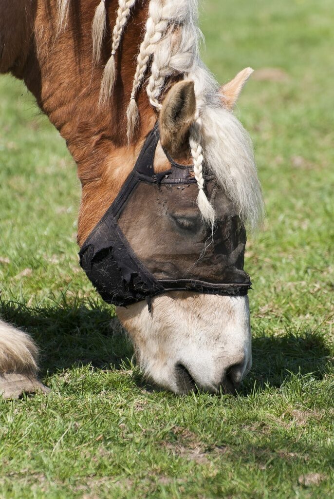 braided horse eating grass
