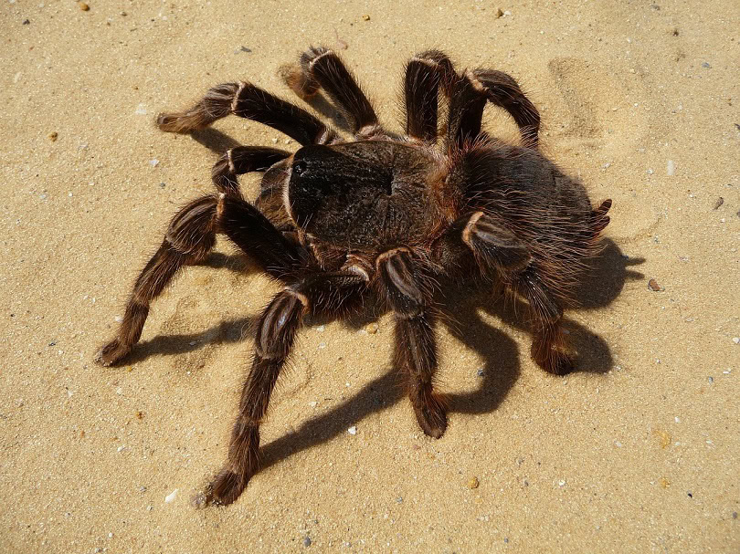 brazilian red tarantula-pixabay