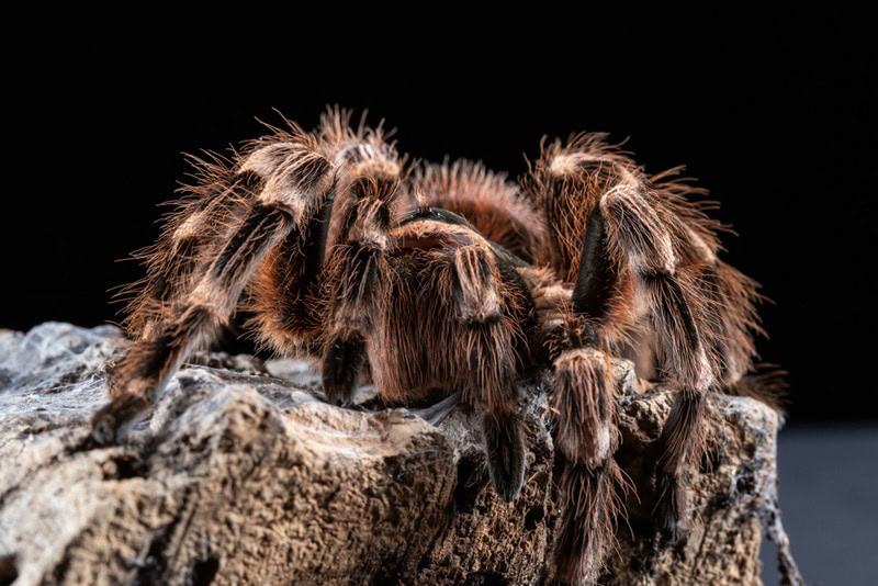 brazilian whiteknee tarantula