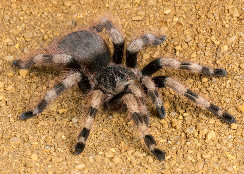 brazilian whiteknee tarantula