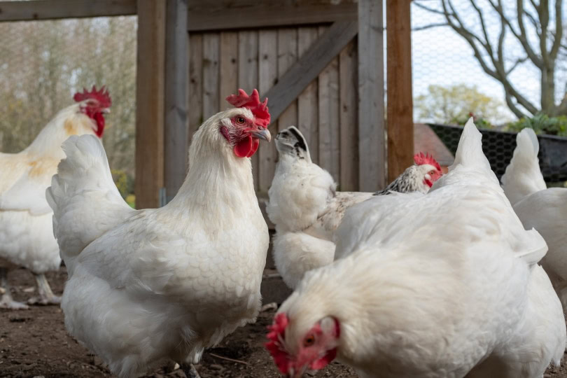 breese chickens