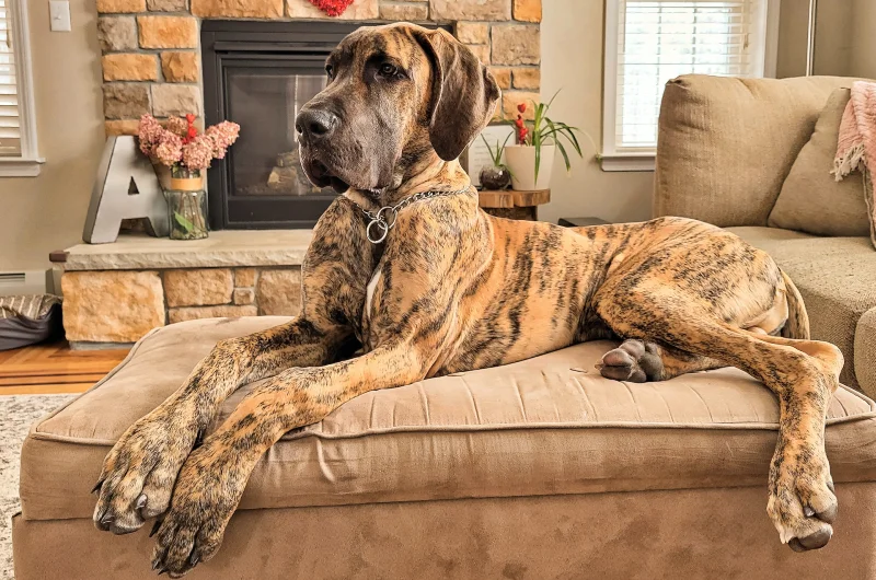 brindle great dane in the living room