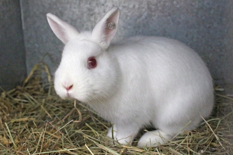 britannia petite rabbit_Pixabay