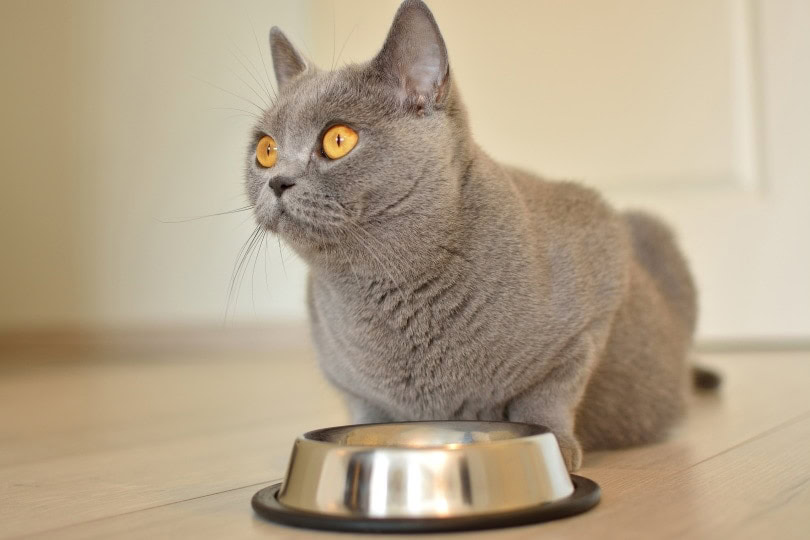 british-short-hair-cat-eating
