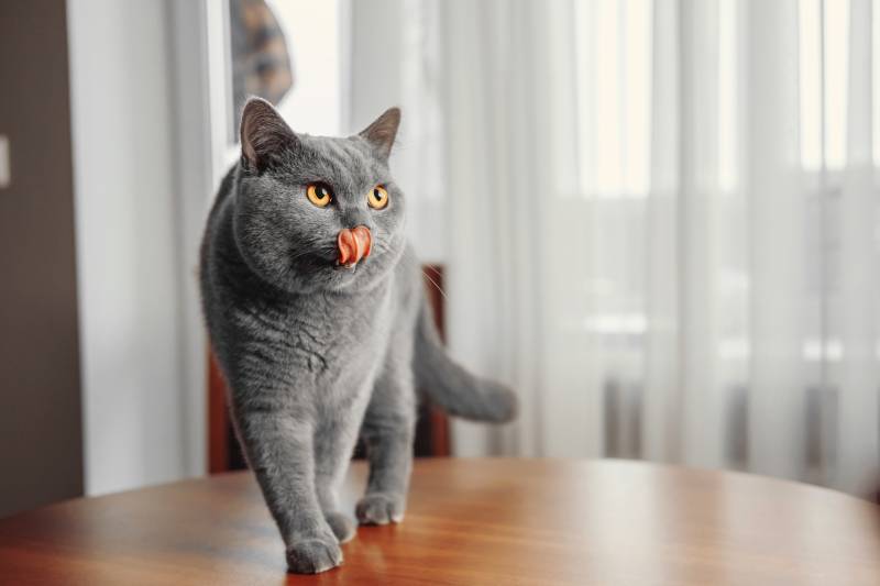 british short hair cat licking its nose