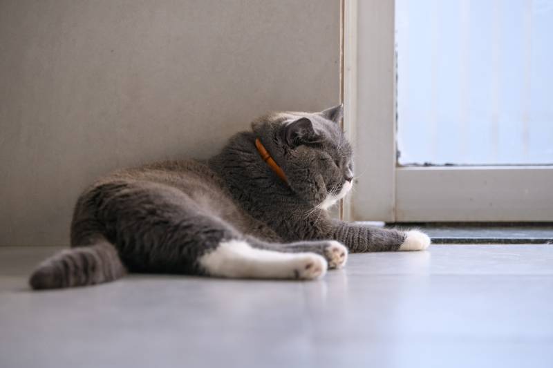 british short hair cat lying on the floor