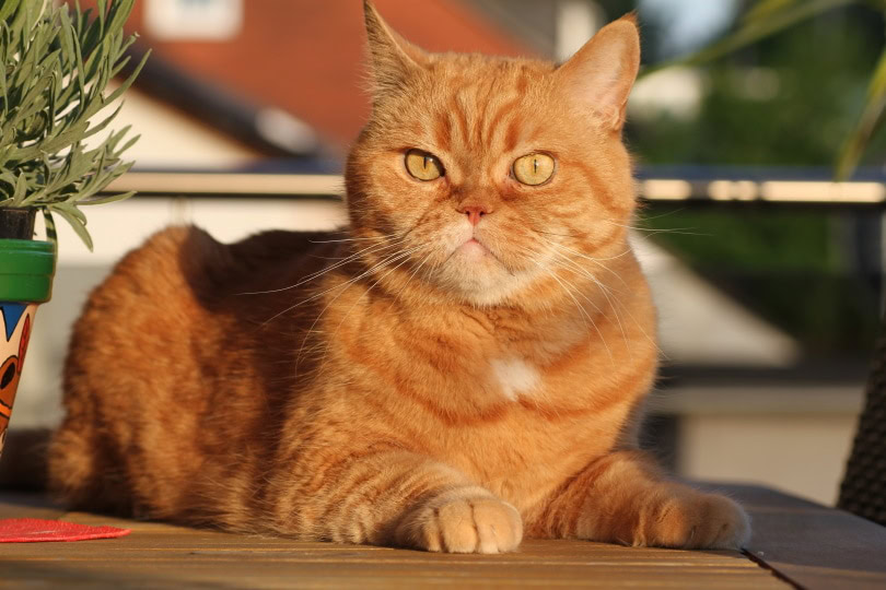 british short hair cat lying