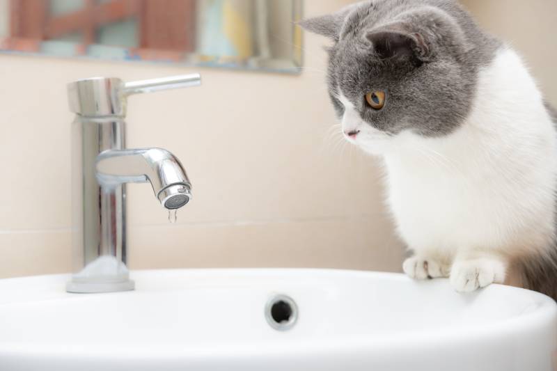 british short hair cat watching a water tap with drips