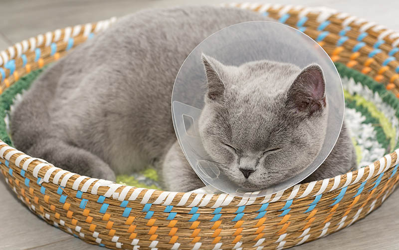 British Shorthair cat wearing e-collar