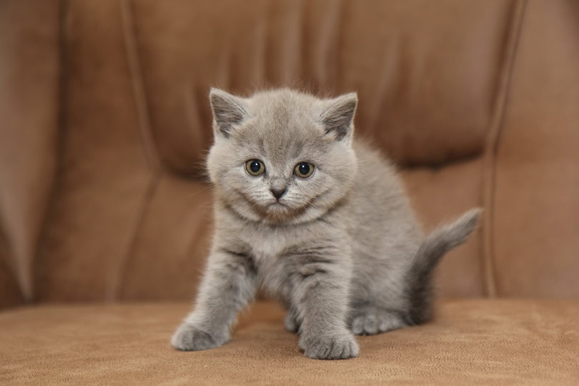 british shorthair kitten