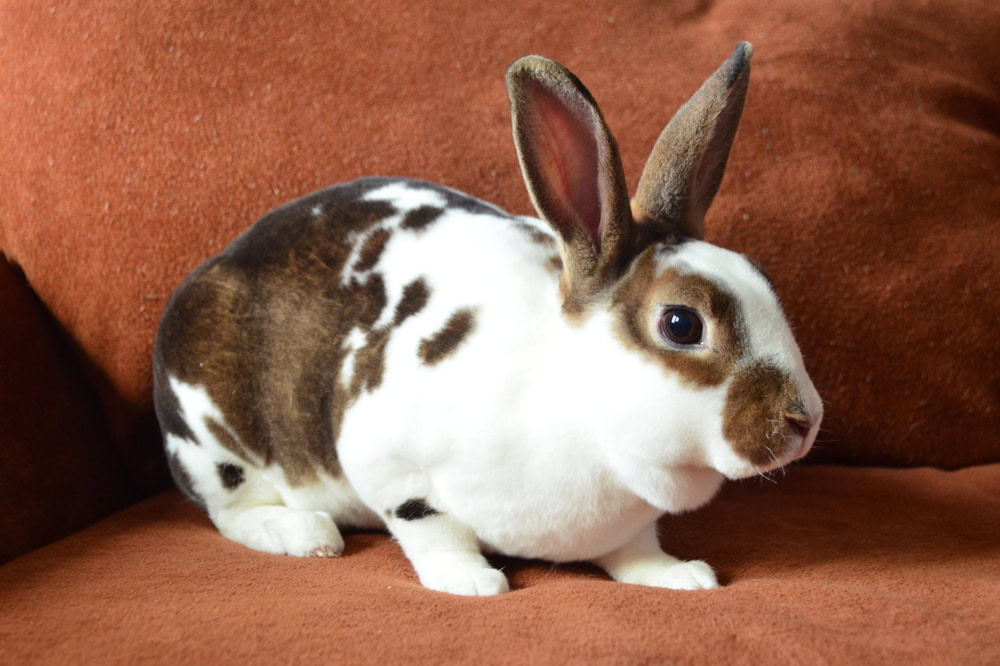 broken Castor Mini Rex Doe