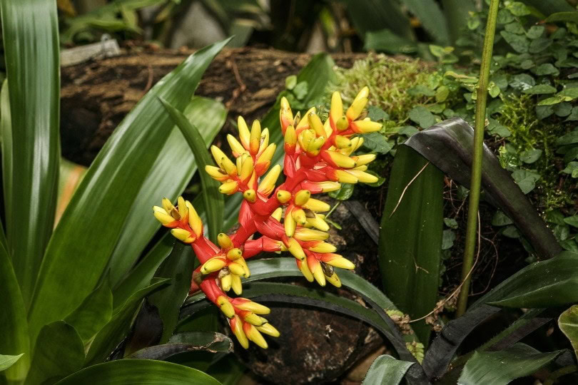 bromeliad_Andreas Roth_Pixabay