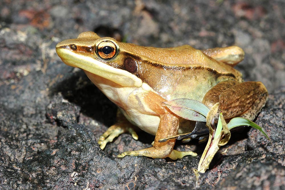 Bronze frog