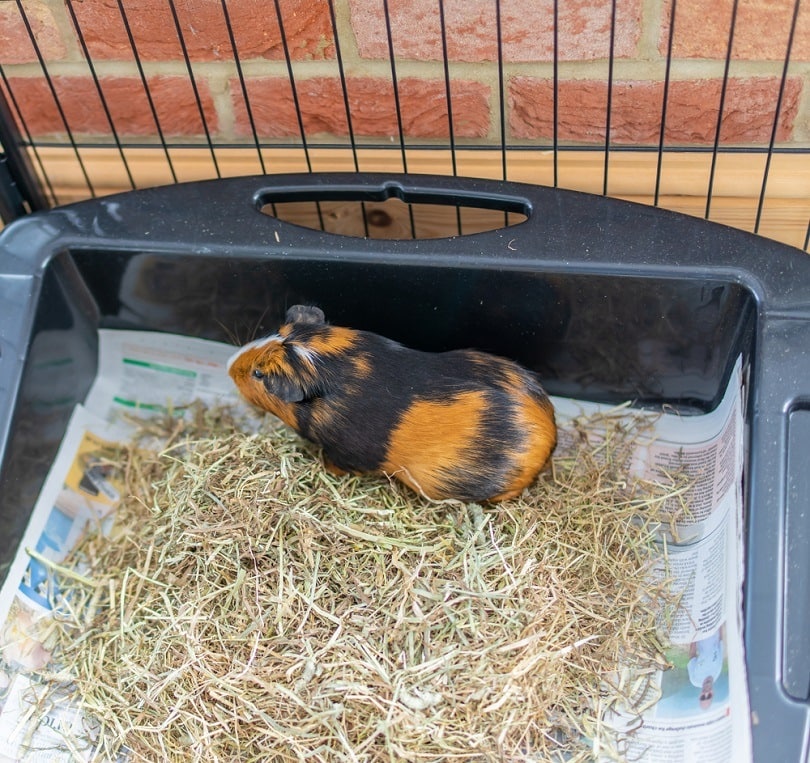 brown and black male guinea pig in its indoor litter