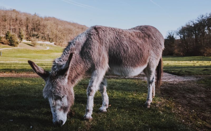 brown and white Sicilian donkey eating grass in a field