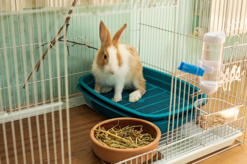 brown and white rabbit inside the clean cage
