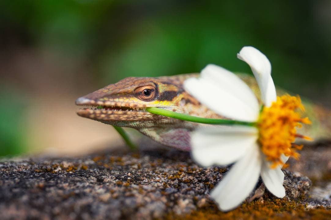 brown anole eating flower_Wirestock Creators_Shutterstock