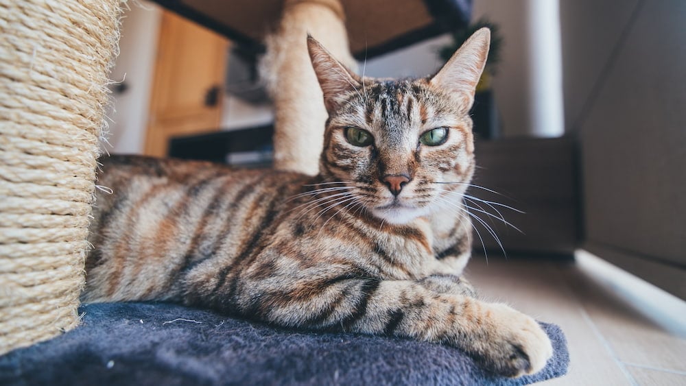 brown cat close up photo