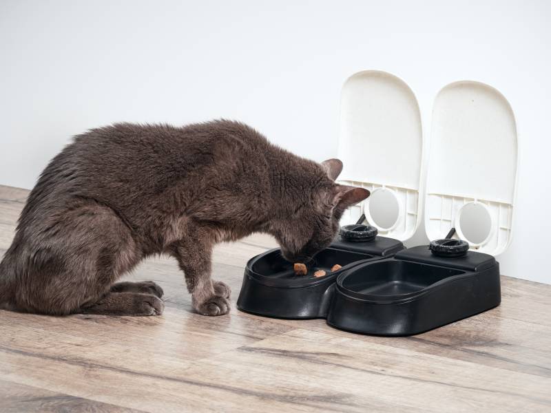 brown cat eats from the automatic feeder