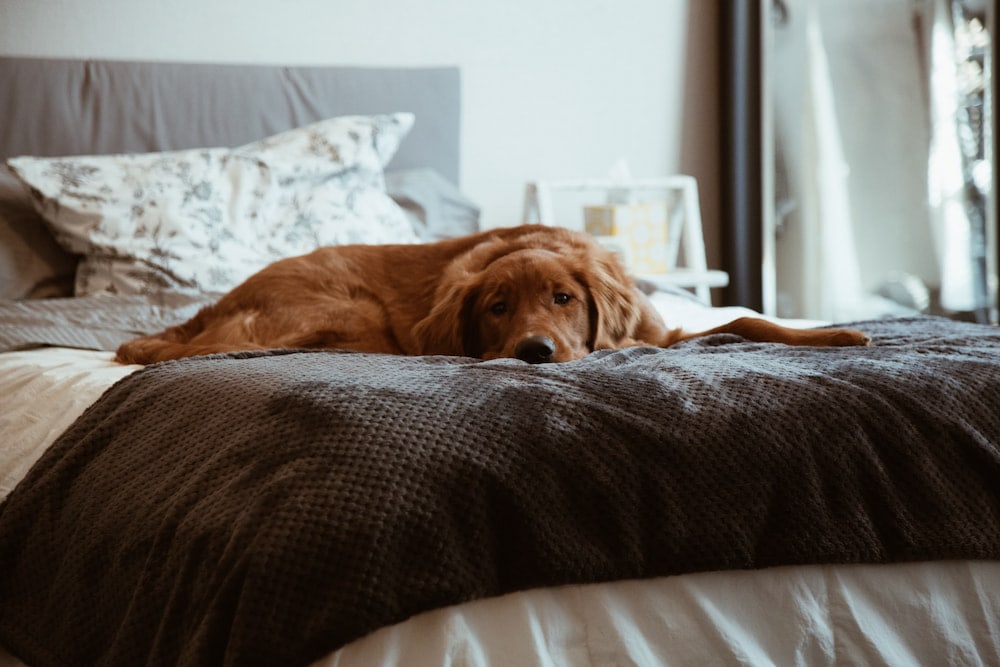 brown dog lying on a bed