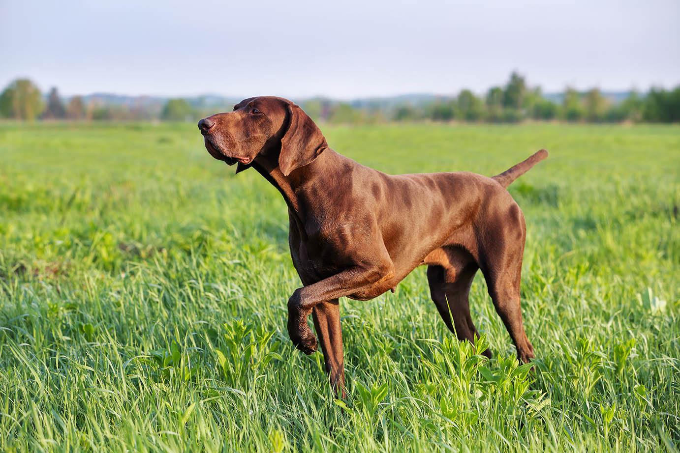 Vitalii_Mamchuk, Shutterstock