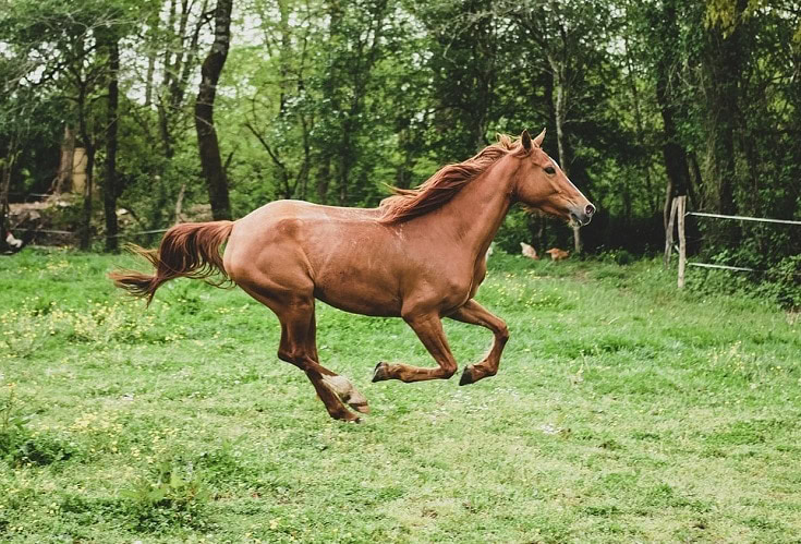 brown horse