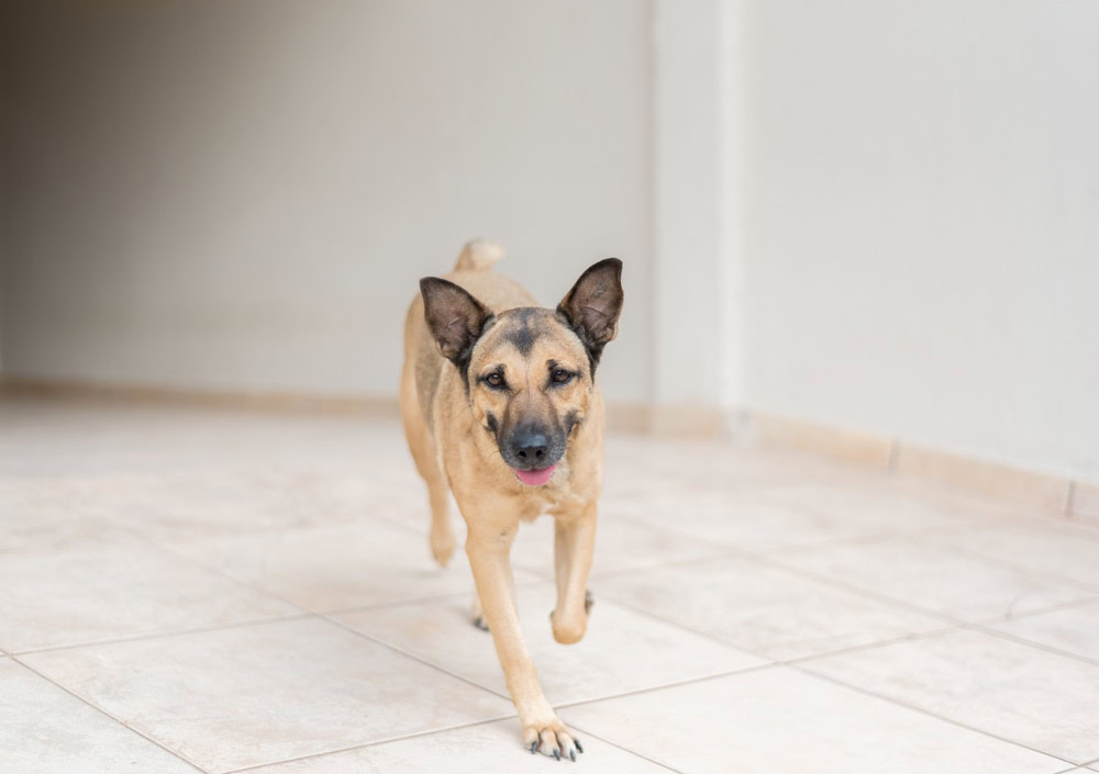 Brown mixed breed dog with tongue out walking running inside house