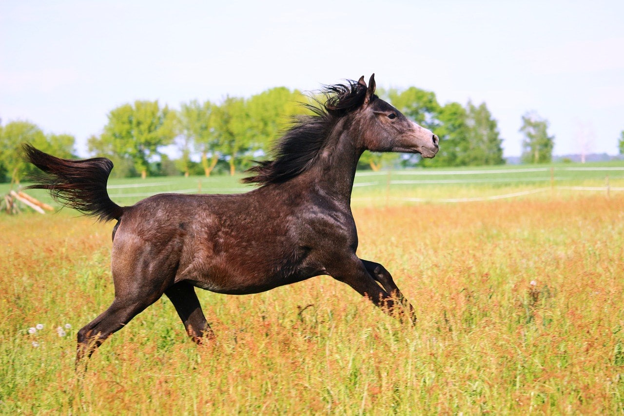 brown mold yearling horse