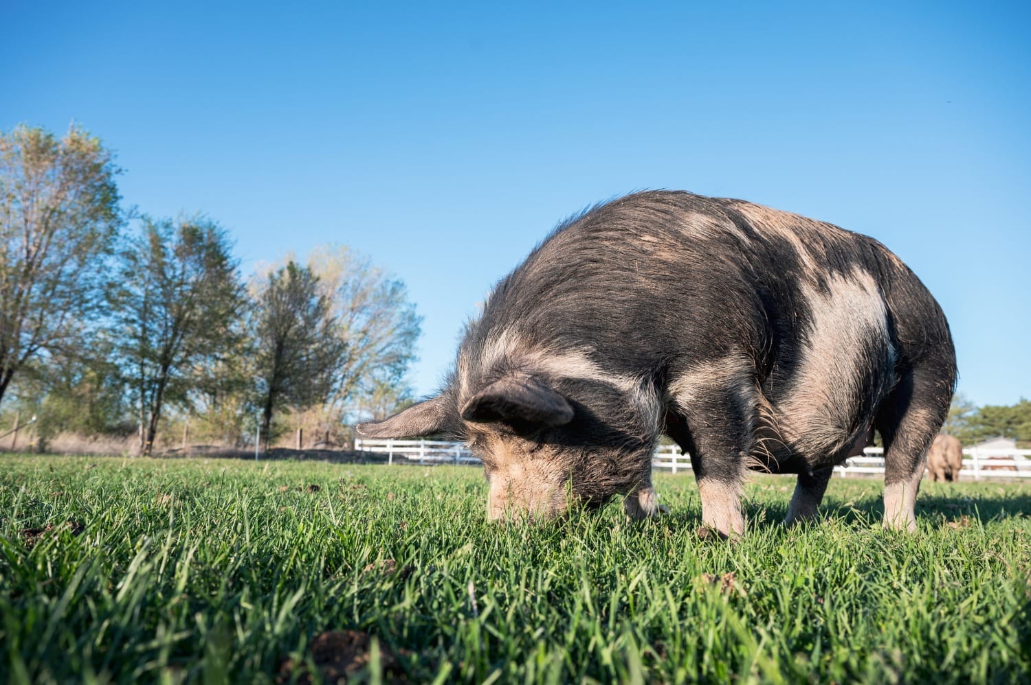 large pet pig