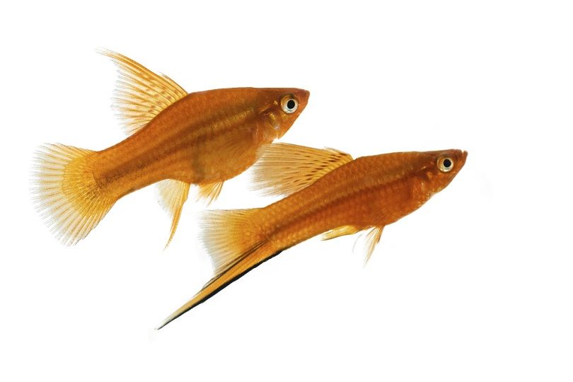 brown platy_Horvath82_shutterstock