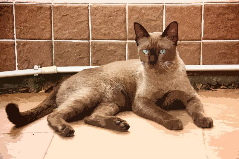brown siamese cat