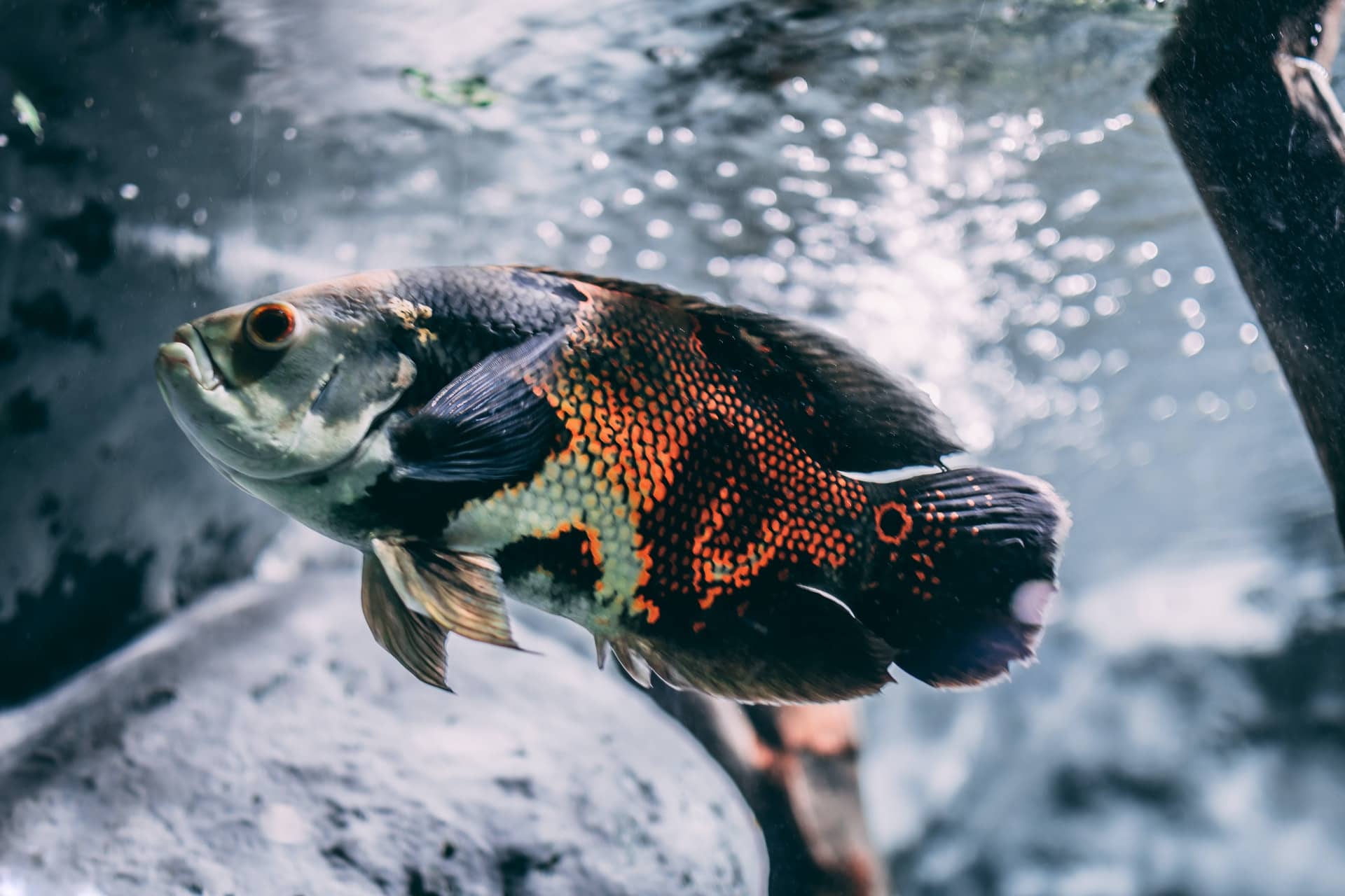 silver and brown fish