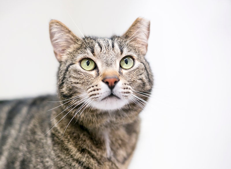 brown tabby ear tipped cat
