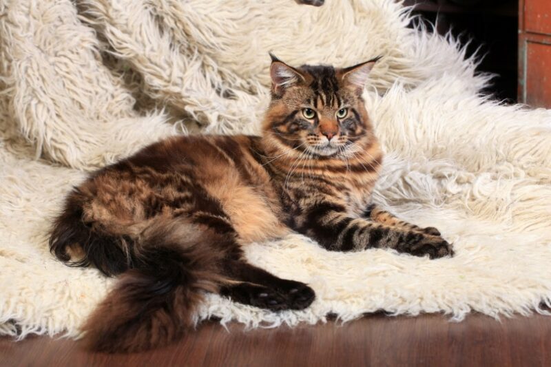 brown tabby maine coon