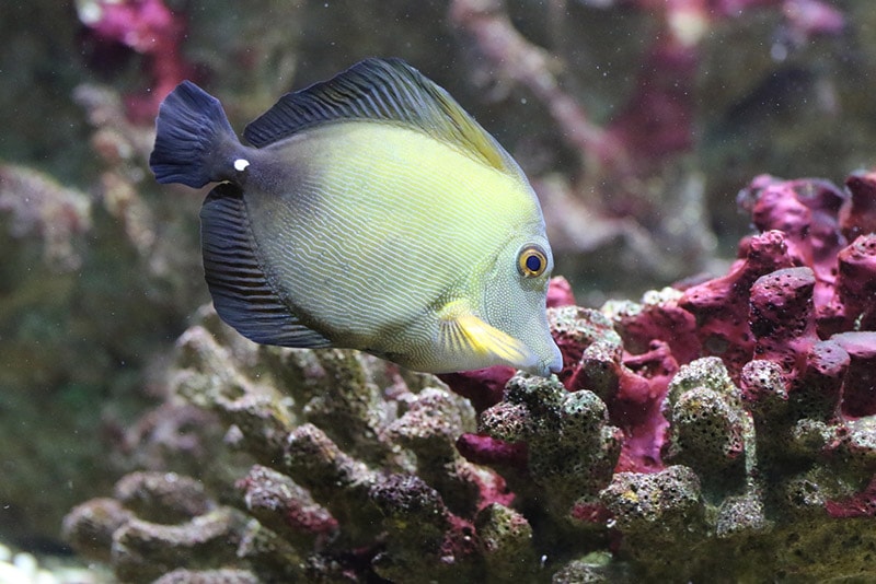 brown tang swimming in its aquarium