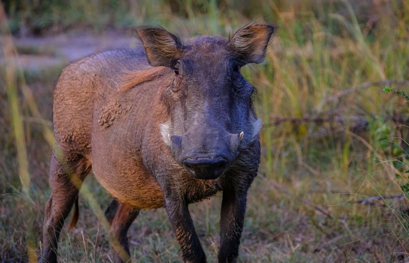 brown wild boar