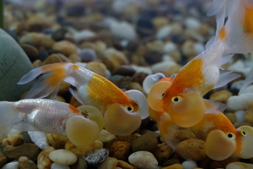 buble eye goldfish_Salamatdoh_Shutterstock