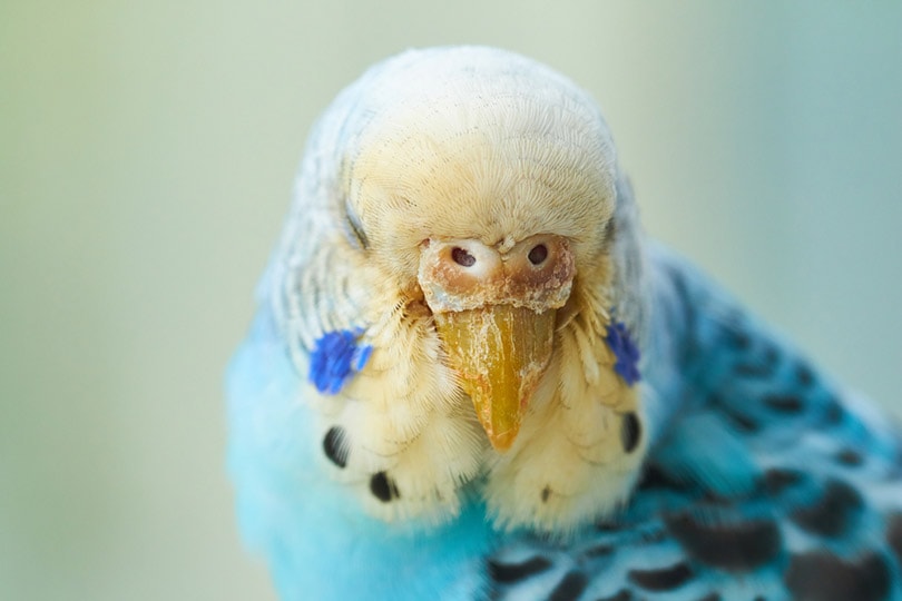 budgerigar bird with mites